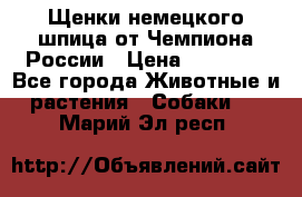 Щенки немецкого шпица от Чемпиона России › Цена ­ 50 000 - Все города Животные и растения » Собаки   . Марий Эл респ.